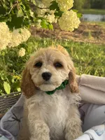 Bernie, a male Cockapoo for sale in Creal Springs, IL – Photo 3 of 4