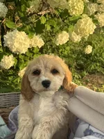 Bernie, a male Cockapoo for sale in Creal Springs, IL – Photo 4 of 4