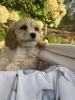 Bernie, a male Cockapoo for sale in Creal Springs, IL – Photo 2 of 4