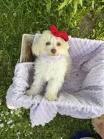 Susie, a female Poodle - Miniature  for sale in Creal Springs, IL – Photo 2 of 4