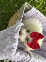 Susie, a female Poodle - Miniature  for sale in Creal Springs, IL – Photo 1 of 4