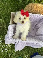 Susie, a female Poodle - Miniature  for sale in Creal Springs, IL – Photo 3 of 4