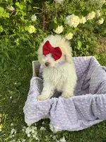 Susie, a female Poodle - Miniature  for sale in Creal Springs, IL – Photo 4 of 4