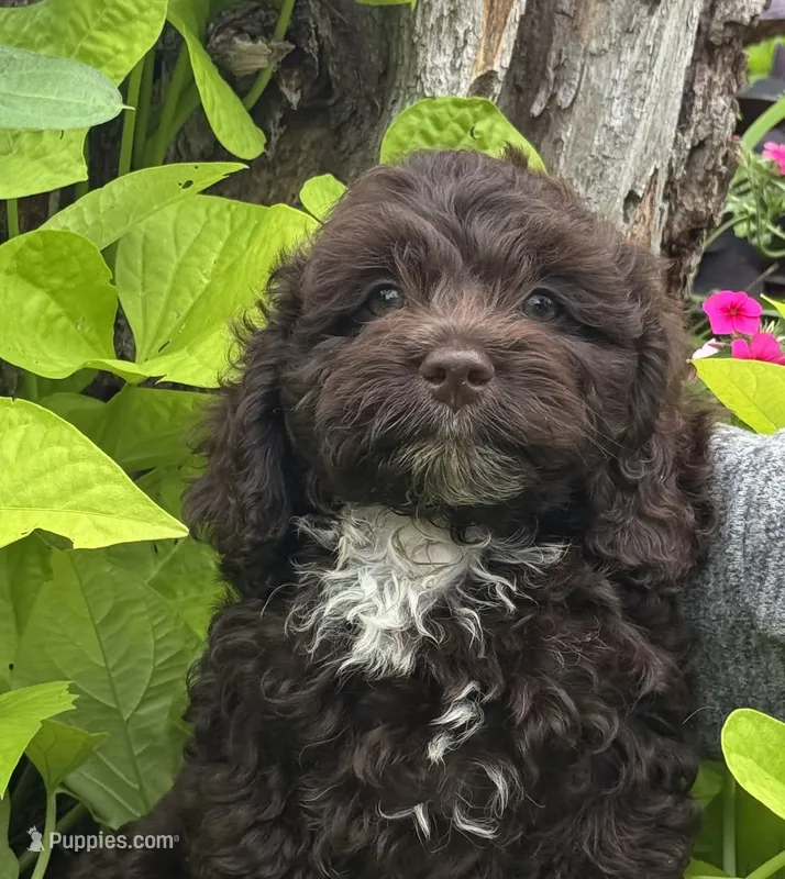 Coco – Cockapoo puppy for sale in Marion, IL
