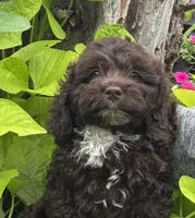 Coco, a male Cockapoo for sale in Marion, IL – 1 of 5