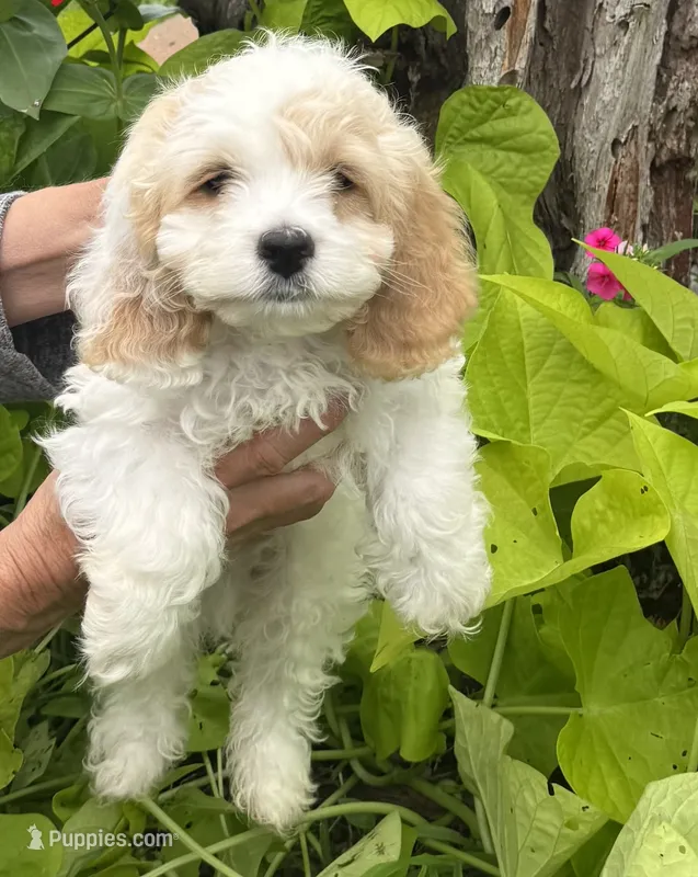 Joey – Cockapoo puppy for sale in Marion, IL