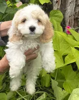 Joey, a male Cockapoo for sale in Marion, IL – 1 of 2