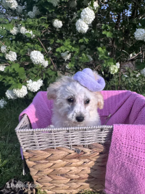 Bridget – Poodle - Miniature  puppy for sale in Creal Springs, IL
