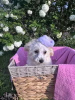 Bridget, a female Poodle - Miniature  for sale in Creal Springs, IL – Photo 1 of 4