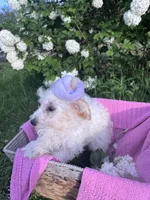 Bridget, a female Poodle - Miniature  for sale in Creal Springs, IL – Photo 4 of 4