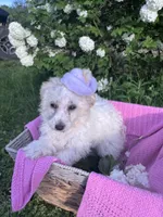 Bridget, a female Poodle - Miniature  for sale in Creal Springs, IL – Photo 2 of 4