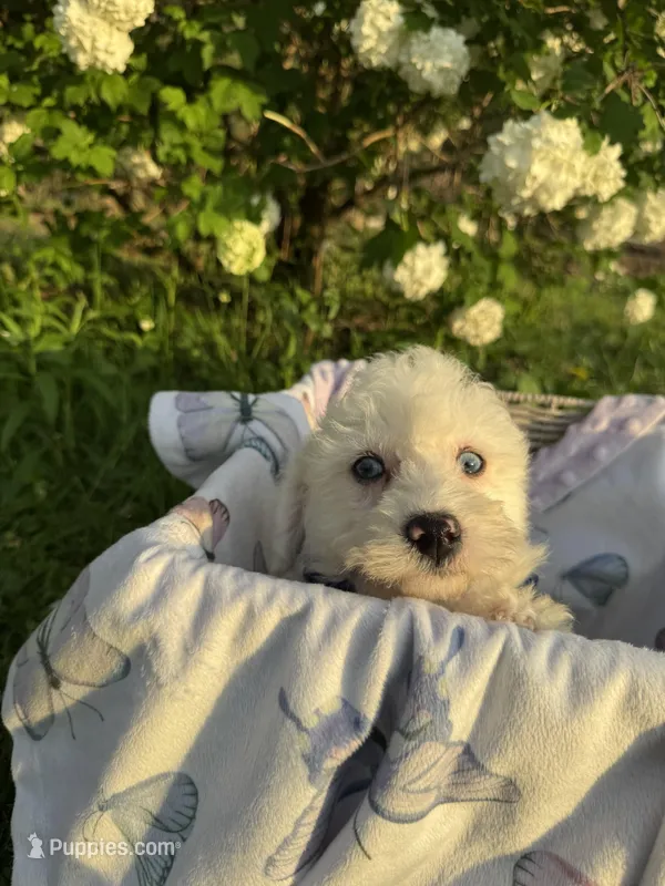 Benji – Poodle - Miniature  puppy for sale in Creal Springs, IL