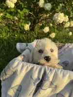 Benji, a male Poodle - Miniature  for sale in Creal Springs, IL – Photo 1 of 3