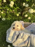 Benji, a male Poodle - Miniature  for sale in Creal Springs, IL – Photo 2 of 3