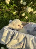 Benji, a male Poodle - Miniature  for sale in Creal Springs, IL – Photo 3 of 3