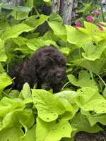 Coco, a male Cockapoo for sale in Marion, IL – 5 of 5