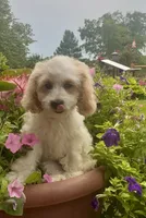 Bernie, a male Cockapoo for sale in Marion, IL – 2 of 3