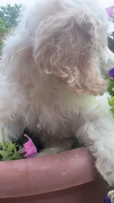 Bernie, a male Cockapoo for sale in Marion, IL – 3 of 3