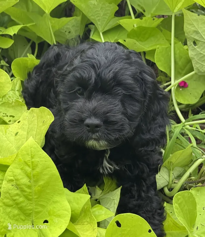 Scooter – Cockapoo puppy for sale in Marion, IL