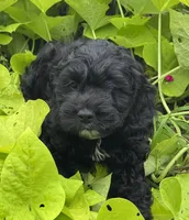 Scooter, a male Cockapoo for sale in Marion, IL – 1 of 4