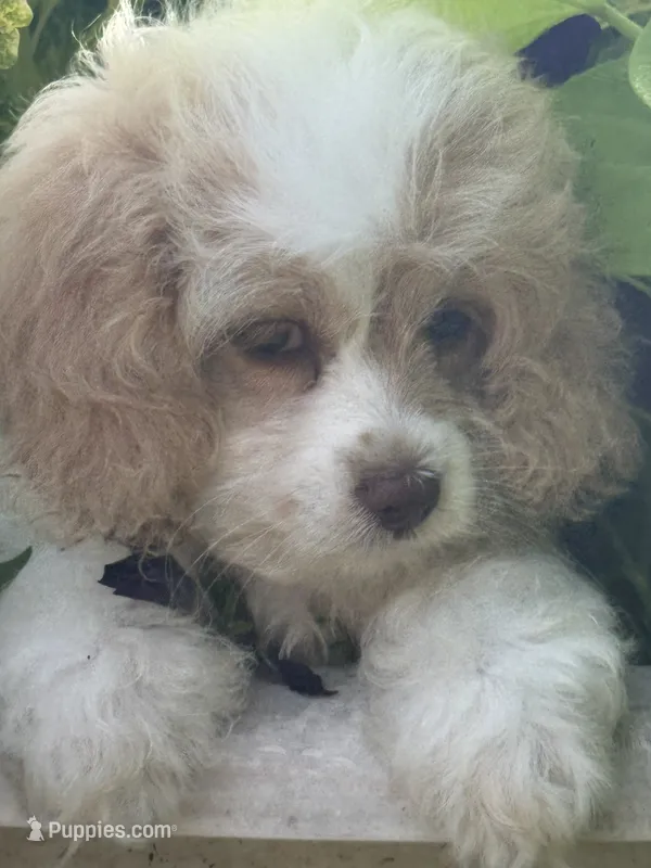Patches – Cockapoo puppy for sale in Marion, IL