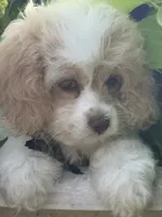 Patches, a female Cockapoo for sale in Marion, IL – 1 of 4
