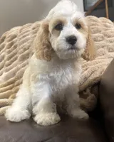 Bernie, a male Cockapoo for sale in Marion, IL – 1 of 2
