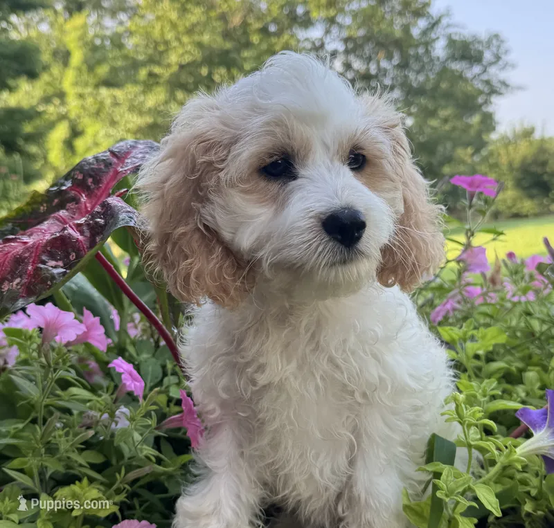 Bernie – Cockapoo puppy for sale in Marion, IL