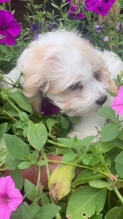 Joey, a male Cockapoo for sale in Marion, IL – 2 of 2