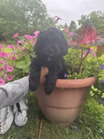 Scooter, a male Cockapoo for sale in Marion, IL – 4 of 4