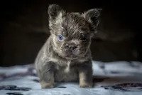 Fluffy, a male French Bulldog for sale in San Antonio, TX – 3 of 3