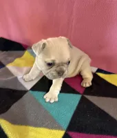 Red collar , a female French Bulldog for sale in San Antonio, TX – 7 of 8