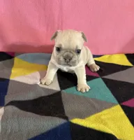 Red collar , a female French Bulldog for sale in San Antonio, TX – 5 of 8