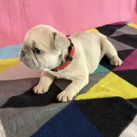 Red collar , a female French Bulldog for sale in San Antonio, TX – 6 of 8
