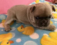 Orange collar, a female French Bulldog for sale in San Antonio, TX – 7 of 8