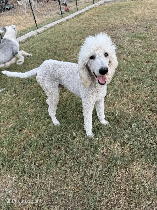 Buddy – Poodle - Standard  puppy for sale in San Antonio, TX