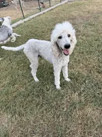 Buddy, a male Poodle - Standard  for sale in San Antonio, TX – 1 of 3