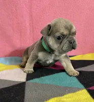 Dr green, a female French Bulldog for sale in San Antonio, TX – 6 of 8