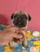 Orange collar, a female French Bulldog for sale in San Antonio, TX – 3 of 8