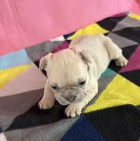 Red collar , a female French Bulldog for sale in San Antonio, TX – 3 of 8