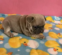 Orange collar, a female French Bulldog for sale in San Antonio, TX – 2 of 8