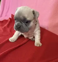Lime green, a female French Bulldog for sale in San Antonio, TX – 2 of 8