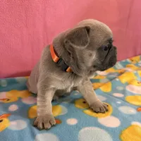Orange collar, a female French Bulldog for sale in San Antonio, TX – 1 of 8