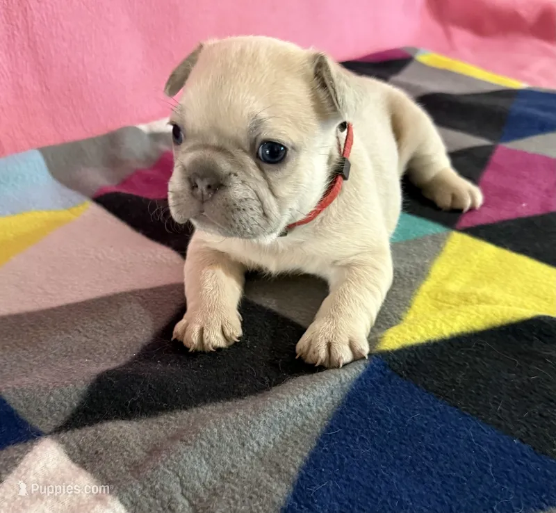 Red collar  – French Bulldog puppy for sale in San Antonio, TX