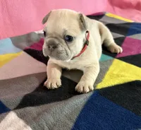 Red collar , a female French Bulldog for sale in San Antonio, TX – 1 of 8
