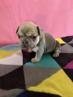 Dr green, a female French Bulldog for sale in San Antonio, TX – 5 of 8