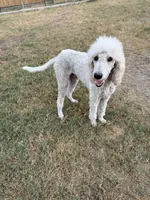 Buddy, a male Poodle - Standard  for sale in San Antonio, TX – 3 of 3