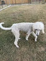 Buddy, a male Poodle - Standard  for sale in San Antonio, TX – 2 of 3