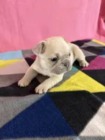 Red collar , a female French Bulldog for sale in San Antonio, TX – 4 of 8