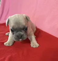 Lime green, a female French Bulldog for sale in San Antonio, TX – 5 of 8